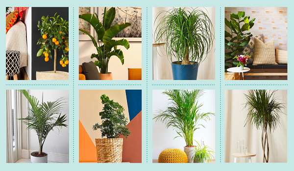 Top 5 Tips to Choose the Right Plants for Your Home