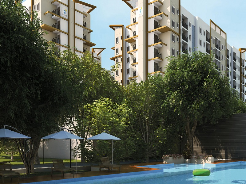 Brigade Meadows Plumeria